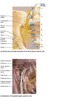 Distribution of the sacral plexus