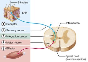 The five basic components of all reflex arcs