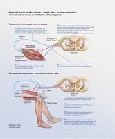 Stretch reflex mechanism