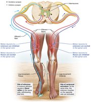 The crossed-extensor reflex
