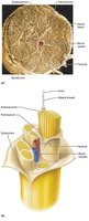 Structure of a nerve