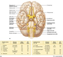 Location and function of cranial nerves
