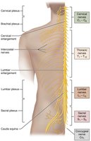 Spinal nerves and their distribution