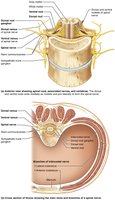 Formation of spinal nerves and rami distribution