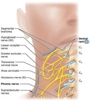 The cervical plexus