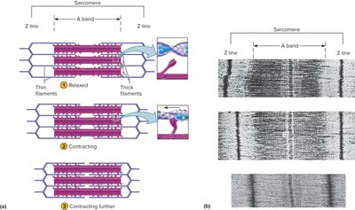 Troponin and tropomyosin regulation of actin