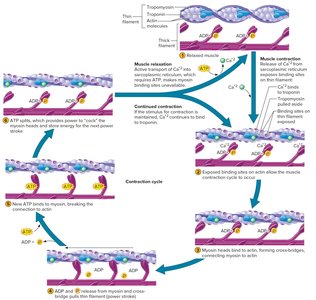 Sarcomere contraction leading to muscle contraction