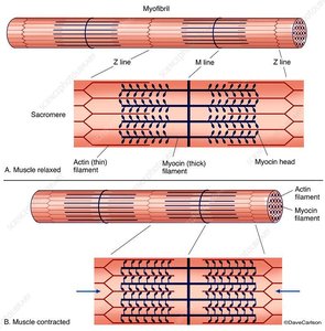 Motor neuron and neuromuscular junction