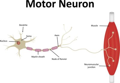 Neuromuscular junction structure