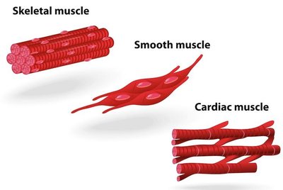 Diagram of skeletal, smooth, and cardiac muscle