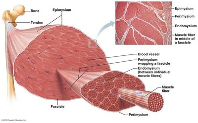 Connective tissue layers of skeletal muscle