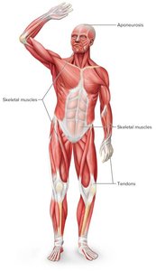 Human body showing skeletal muscles, tendons, and aponeuroses