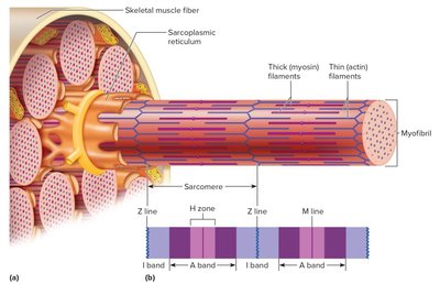 Myofibril structure with sarcomere and filaments
