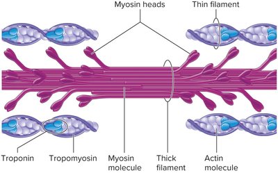 Sarcomere structure and bands