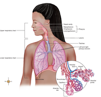 Diagram of the respiratory system showing upper and lower tracts, and alveolar structure