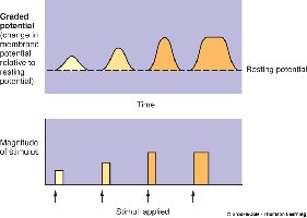 Graded potential amplitude varies with stimulus strength