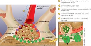 Synaptic transmission and neurotransmitter release
