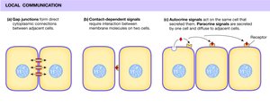 Local communication mechanisms: gap junctions, contact-dependent, paracrine, autocrine