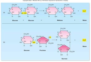 Dehydration synthesis in carbohydrate formation