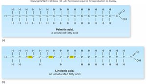 Saturated and unsaturated fatty acids
