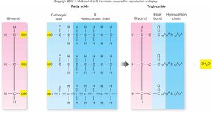 Triglyceride structure