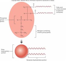Phospholipid structure