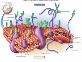 Plasma membrane structure