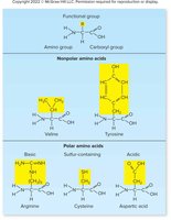 Amino acid functional groups