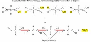 Peptide bond formation