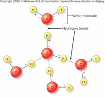 Hydrogen bonds between water molecules