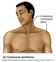Cutaneous membrane (skin) labeled on a human body