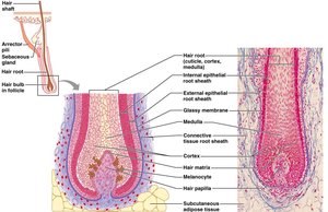 Hair follicle anatomy diagram