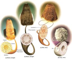 Diagram of hair color and structure