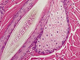 Histology of sebaceous glands
