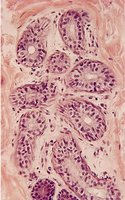 Histology of sweat glands