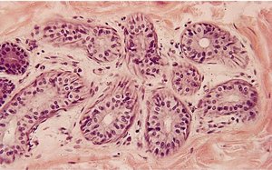 Histology of sweat glands (higher magnification)