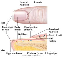 Diagram of nail anatomy