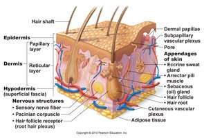 Cross-section of skin showing epidermis, dermis, hypodermis, and associated structures
