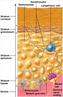 Diagram of epidermal layers and cell types