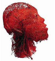 Human head showing blood vessel network