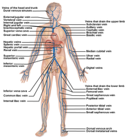 Major veins of systemic circulation