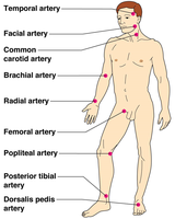 Pressure points for pulse measurement