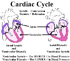 Cardiac cycle: systole and diastole
