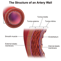 Structure of an artery wall