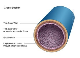 Vein cross-section