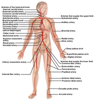 Major arteries of systemic circulation