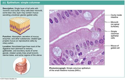 Diagram and photomicrograph of simple columnar epithelium in intestine