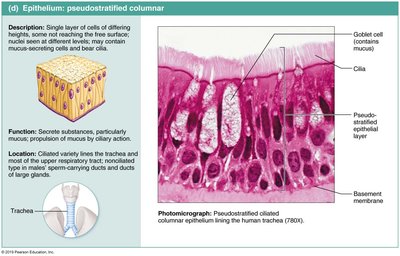 Diagram and photomicrograph of pseudostratified columnar epithelium in trachea