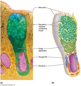 Diagram of goblet cell showing mucin production and secretion