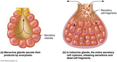 Diagram comparing merocrine and holocrine gland secretion